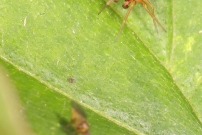 Un jeune mle (Araneae - Dictynidae - Nigma sp)